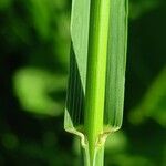 Bromus inermis Φύλλο