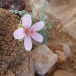 Erodium laciniatum Fiore