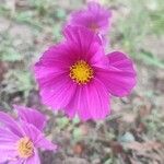 Cosmos bipinnatusFlower