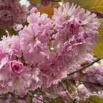 Prunus serrulataFlower