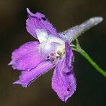 Delphinium polycladon Квітка
