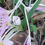 Colchicum cupanii Hoja