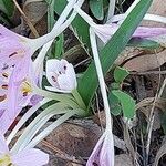 Colchicum cupanii পাতা