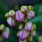 Clerodendrum umbellatum Flower