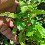 Pilea pumila Casca