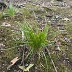 Carex sylvatica 葉
