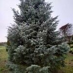 Abies concolor Характер