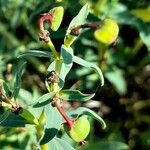 Euphorbia portulacoides Fruit