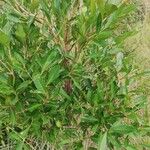 Strychnos cocculoides Leaf