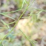 Sisymbrium erysimoides Fruit