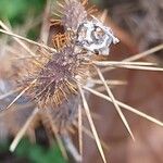 Xanthium spinosum Fruit