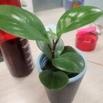 Peperomia obtusifolia Φύλλο