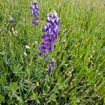 Lupinus bicolor Flower
