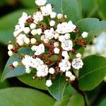 Viburnum tinus Blüte