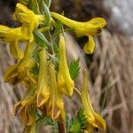 Corydalis sikkimensis Vivejo