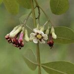 Schrebera alata Flor