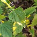 Agastache urticifolia Leaf