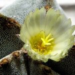 Astrophytum myriostigma Kvet