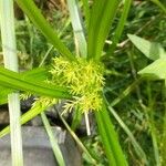 Cyperus esculentus Folha