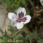 Erodium cheilanthifolium Flower