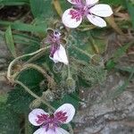 Erodium cheilanthifolium Flower