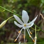 Anthericum ramosum Floare