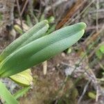 Angraecum borbonicum 葉