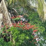 Norantea guianensis Floare