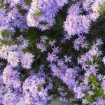 Felicia fruticosa Flor