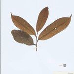 Annona densicoma Leaf