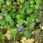 Viola adunca Leaf