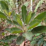 Elaeocarpus guillaumii