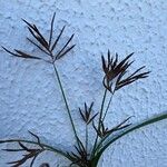 Cyperus rotundusFlower