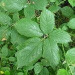 Rubus adscitus Blad