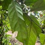 Diospyros crassiflora Leaf