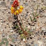 Hoffmannseggia glauca 形態