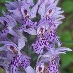 Dactylorhiza fuchsiiFiore