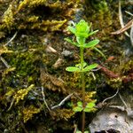 Cruciata glabra Hoja