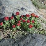 Rhodiola integrifolia Habit