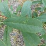 Crotalaria retusa ഇല