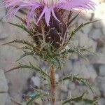 Atractylis humilis Flower