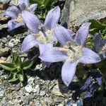 Campanula cenisia Flower