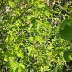 Rubus sanctus Tervik taim