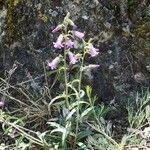 Campanula sibirica Habitus