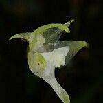 Aeranthes adenopoda Flower