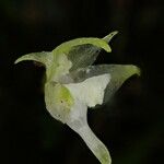 Aeranthes adenopoda Virág