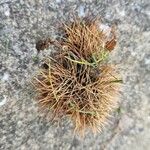 Castanea sativa Vaisius