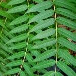 Ailanthus altissima Leaf