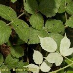 Rubus adscitus Other