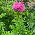 Filipendula rubra Folha